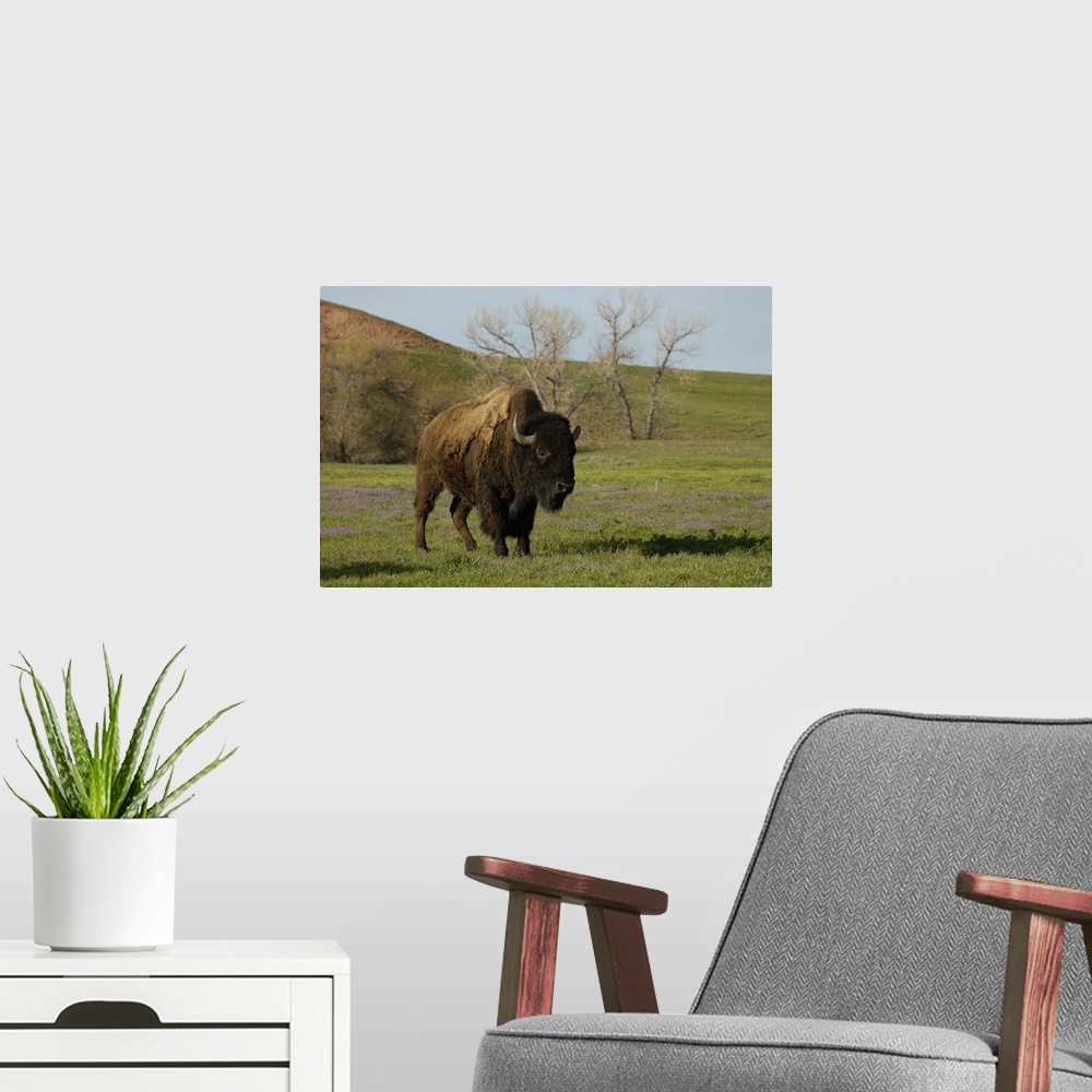 A modern room featuring American Bison 'Buffalo' (Bison bison) - Male.From private herd. Durham Ranch. Campbell County. W...