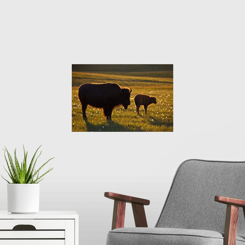 A modern room featuring American Bison (Bison bison) female and young on North Dakota prairie at sunset
