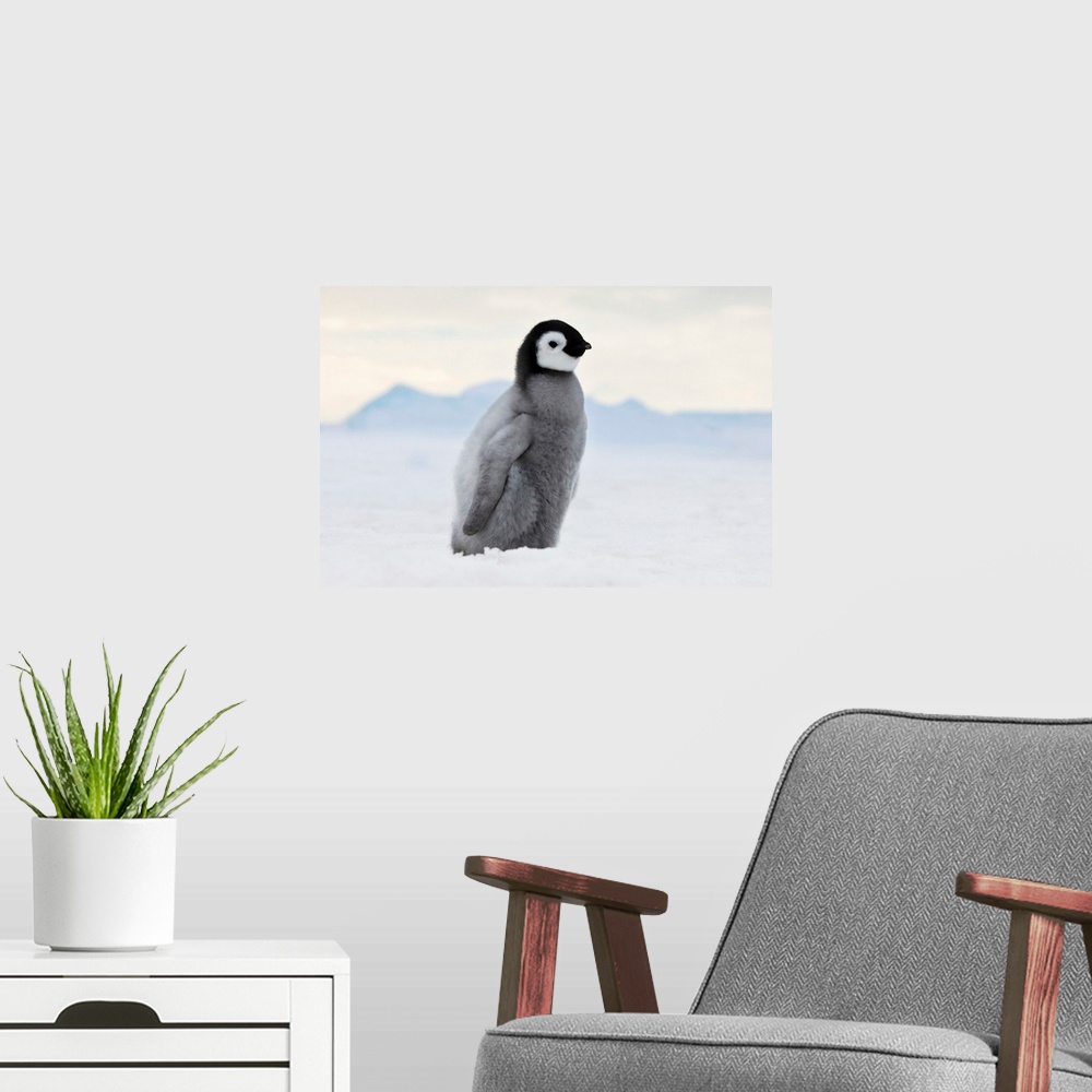 A modern room featuring An Emperor Penguin (Aptenodytes forsteri) chick walks on ice, Snow Hill Island, Antarctica.