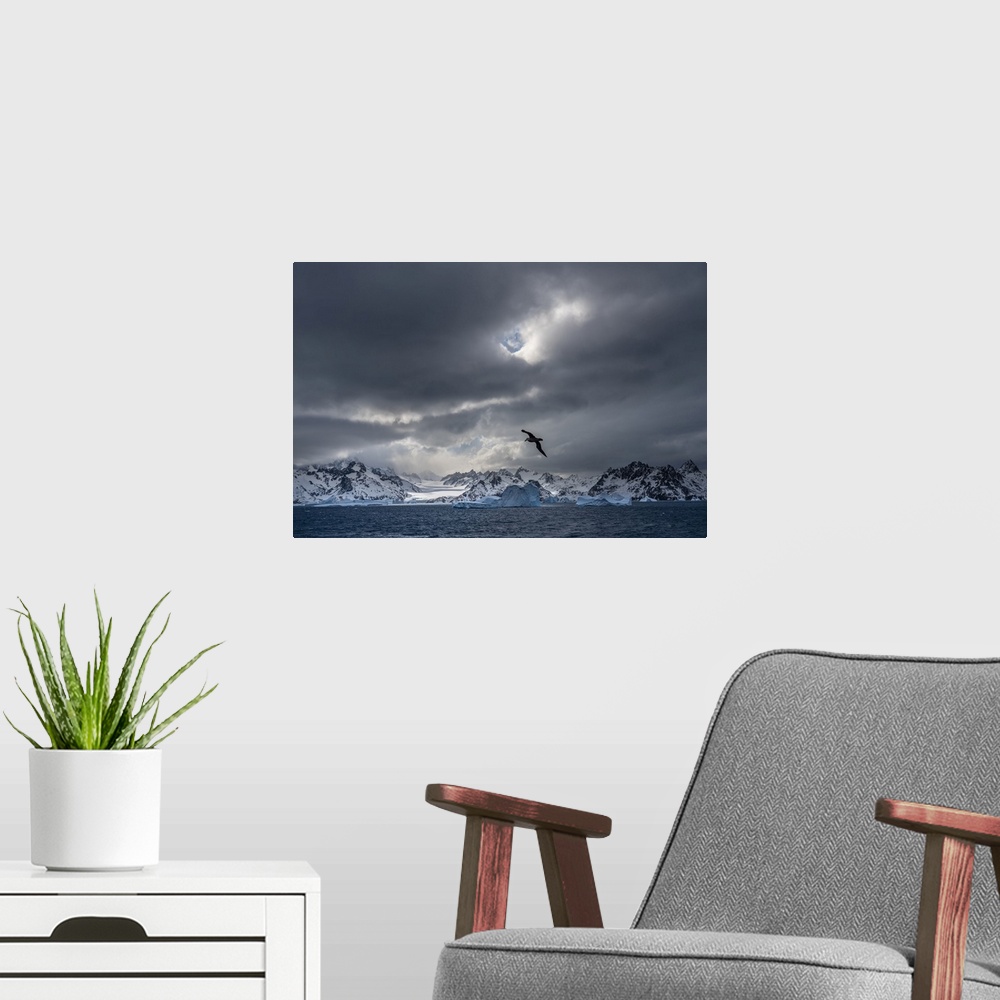 A modern room featuring Antarctica, South Georgia island. Stormy sunset on glacier and flying bird.