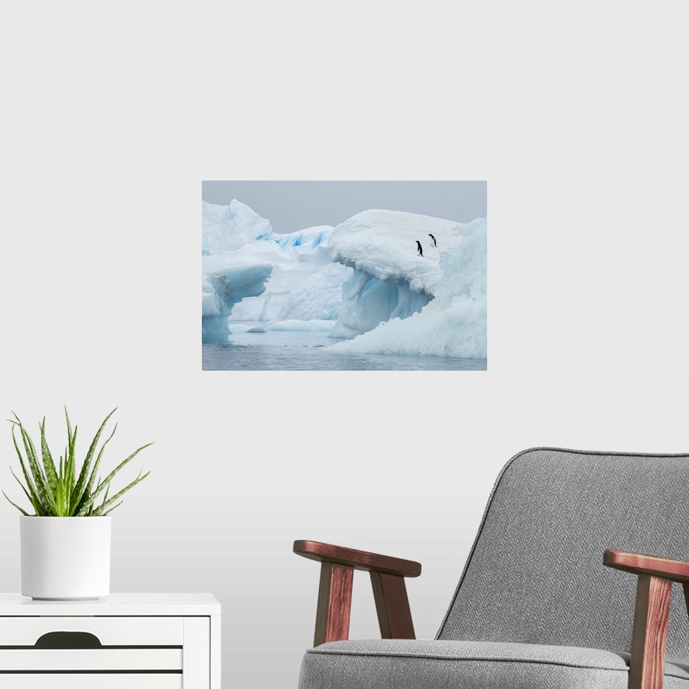 A modern room featuring Antarctica, Vega Island, aka Devil Island. Adelie penguins on blue iceberg.