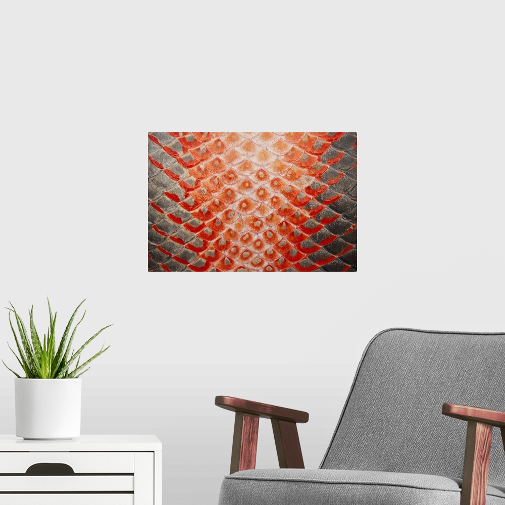 A modern room featuring Arapaima (Arapaima gigas) Skin detail. Harvest on quota. A South American tropical Fish that is o...