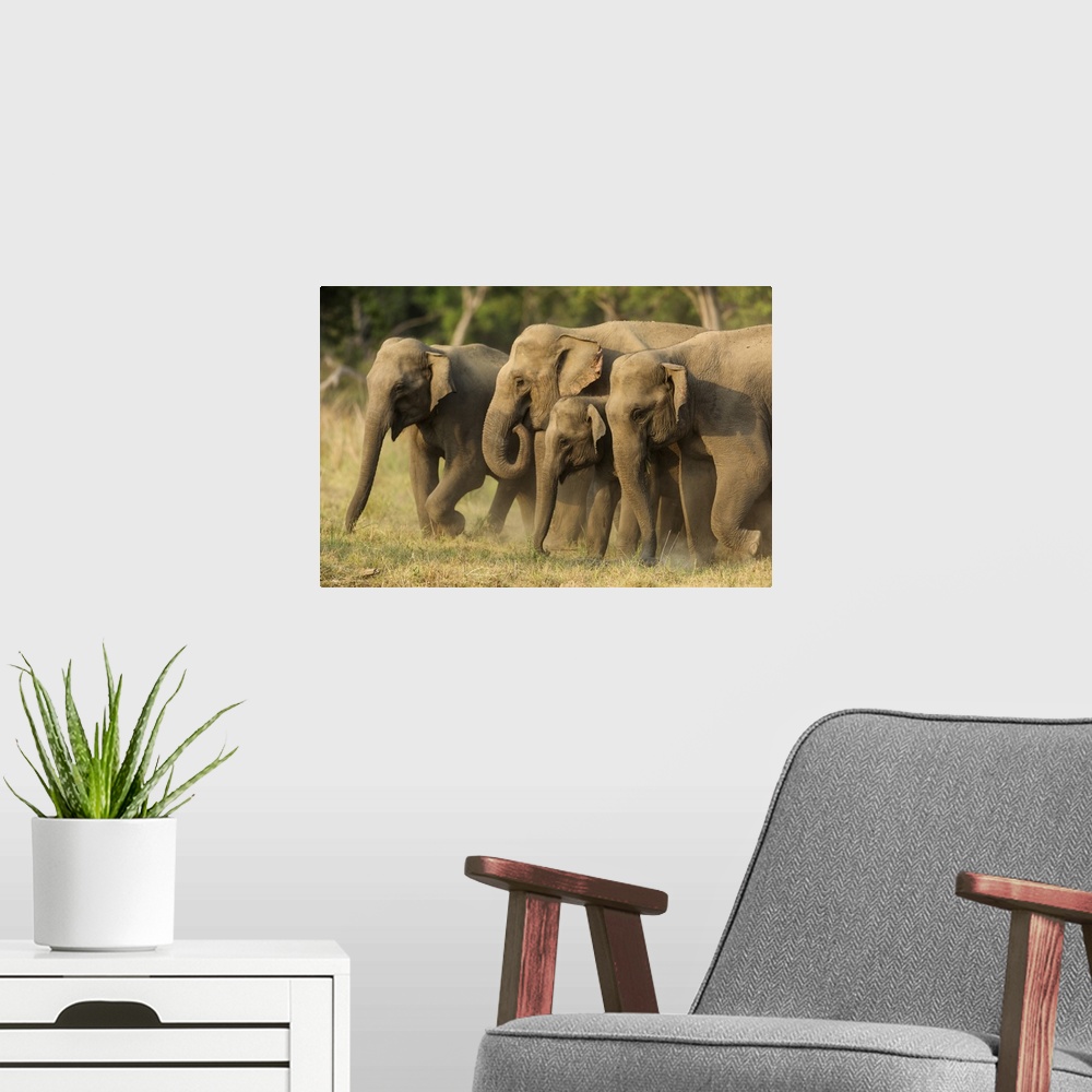 A modern room featuring Asian elephants, small herd, Corbett national park, India.