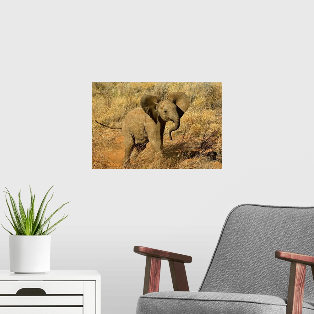 A modern room featuring Baby African Elephant, Loxodonta Africana, Samburu Game Reserve, Kenya.