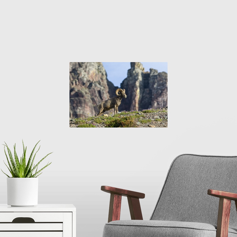 A modern room featuring Bighorn sheep ram at Logan Pass in Glacier National Park in Montana