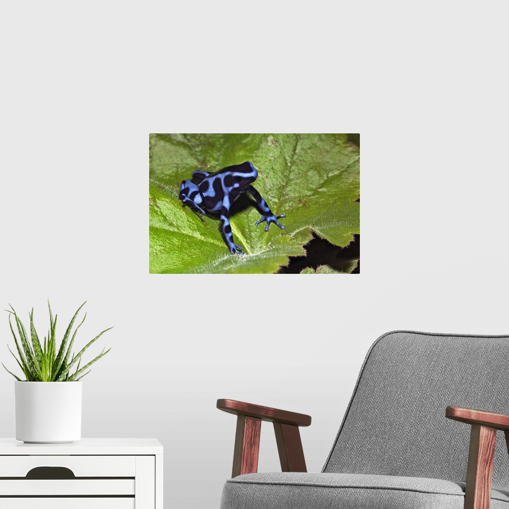 A modern room featuring Blue Black Auratus, native to Costa Rica, D. auratus