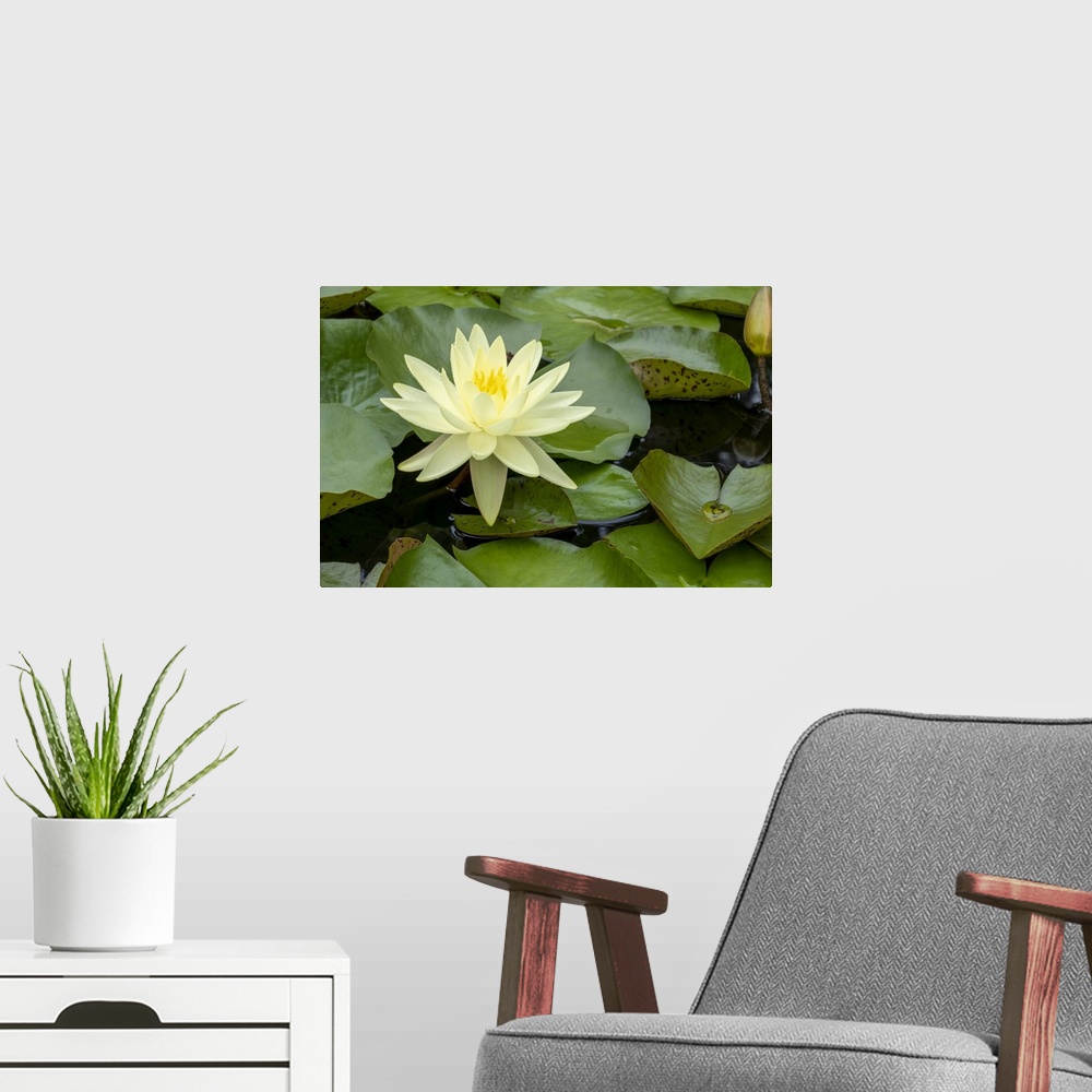 A modern room featuring Boothbay Harbor, Maine, USA. Coastal Maine Botanical Gardens. Yellow Water Lily (Nymphea Mexicana...