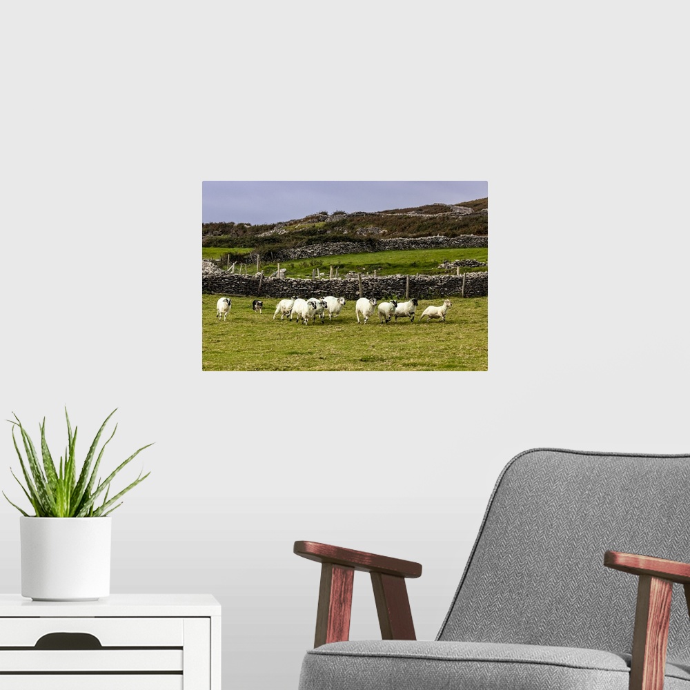 A modern room featuring Border collie named Captain herding sheep at Famine Cottages near Dingle, Ireland.