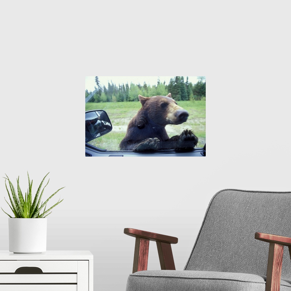 A modern room featuring Canada, British Columbia, Black Bear (Ursus americanus) looks in camper window near Mt. Robson Na...
