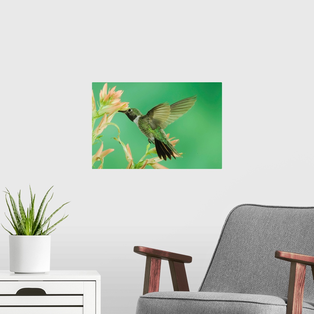 A modern room featuring Broad-tailed Hummingbird, Selasphorus platycercus, male feeding on paintbrush, Paradise, Chiricah...