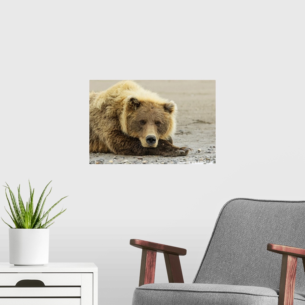 A modern room featuring Brown bear resting on the beach, silver salmon creek, Lake Clark national park, Alaska.