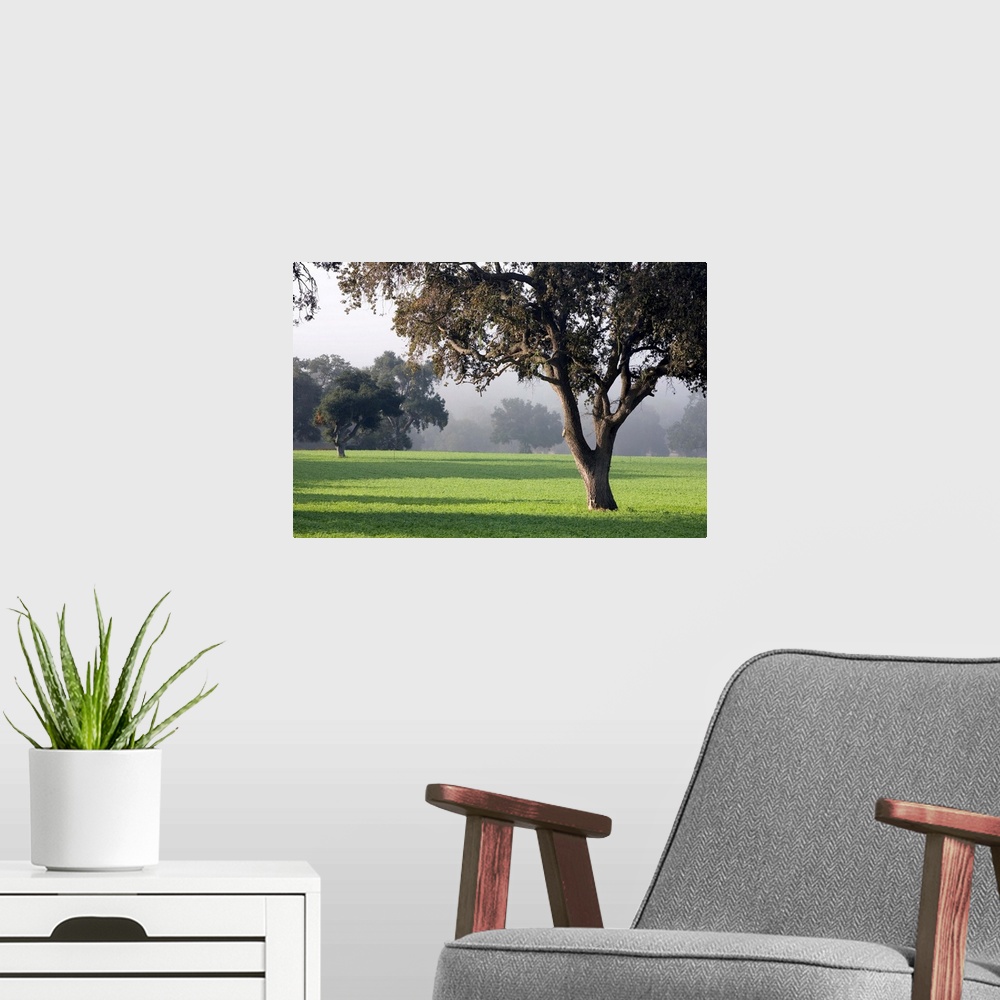 A modern room featuring California, Santa Ynez Valley, oak trees dot meadows near Santa Barbara