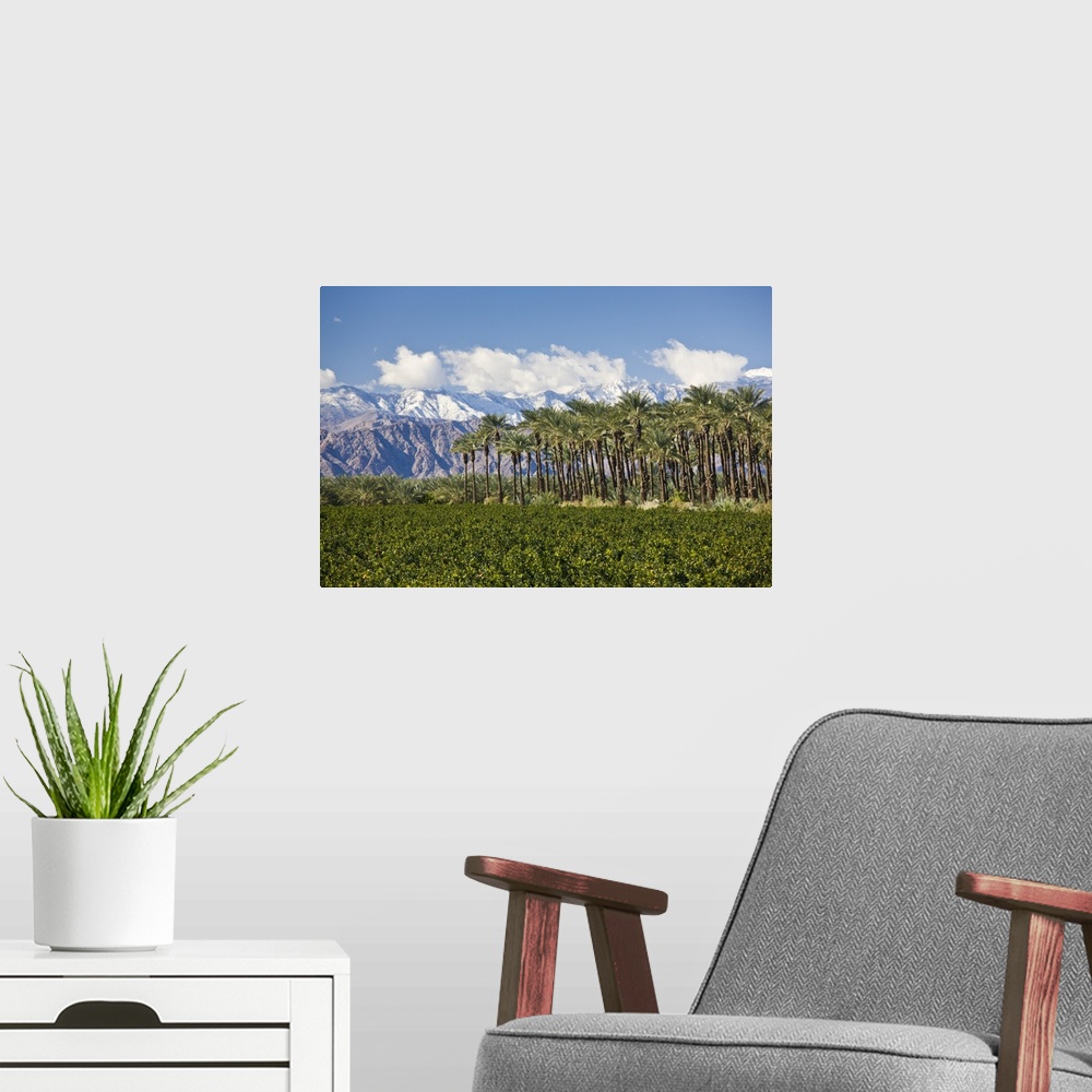 A modern room featuring USA, California, Thermal. Palm grove and San Jacinto Mountains, winter.