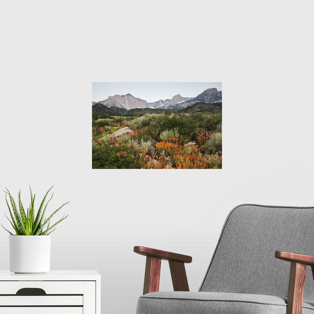 A modern room featuring USA, California. Wildflowers bloom on the eastern escarpment of the Sierra Nevada Mountains.