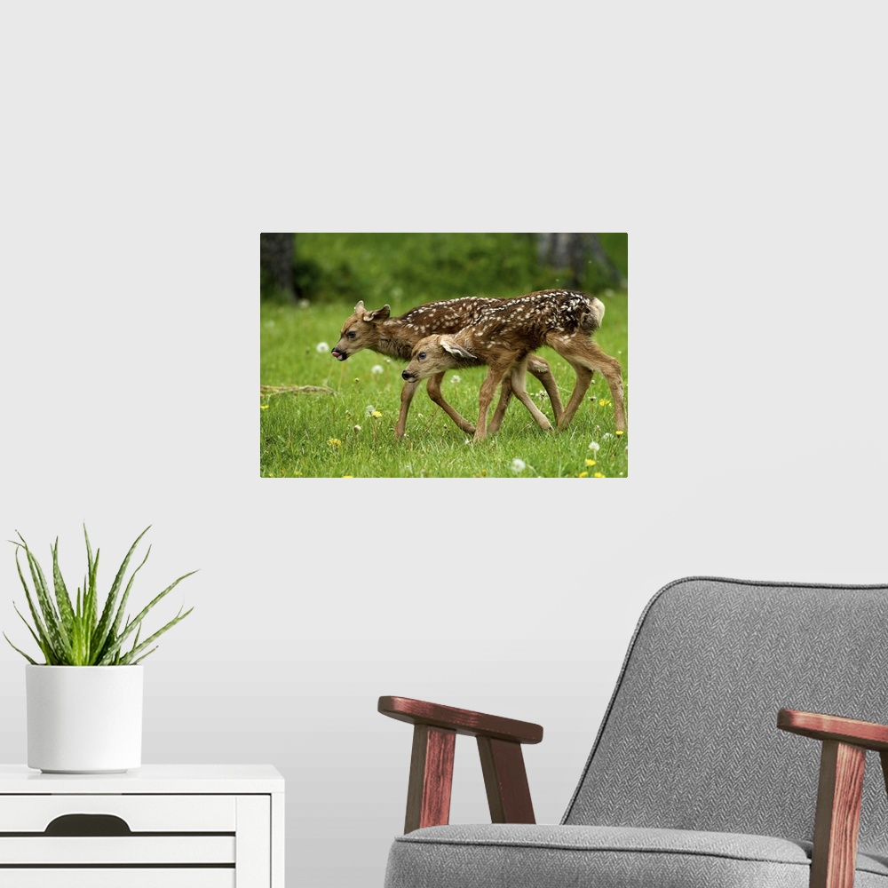 A modern room featuring North America, Canada, Alberta, Waterton Lakes National Park. New born mule deer fawns.