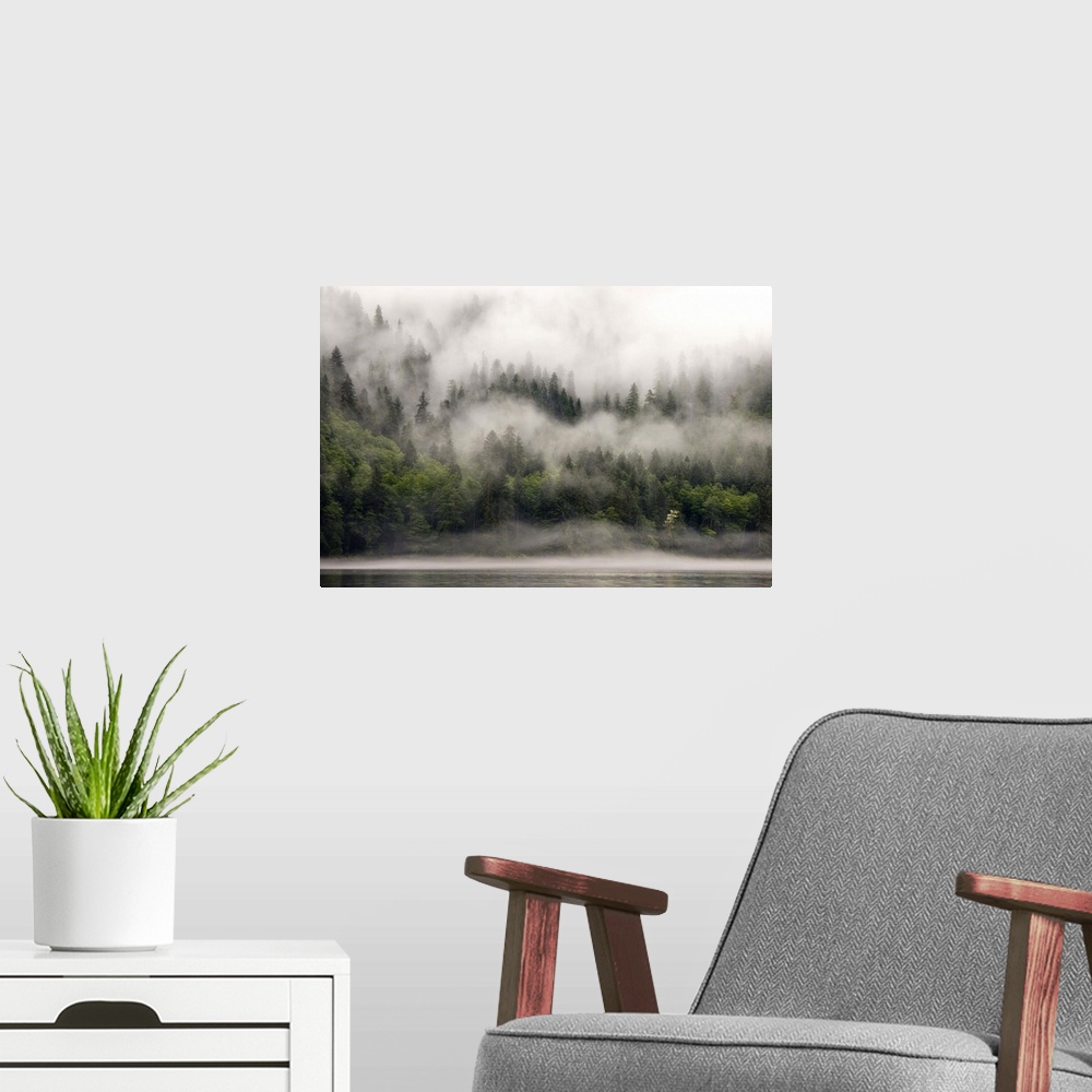 A modern room featuring Canada, British Columbia, Fiordlands Recreation Area. Fog-shrouded forest next to ocean inlet. Cr...