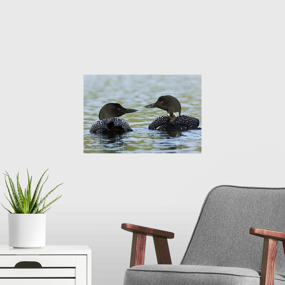 A modern room featuring North America, Canada, British Columbia, Lac Le Jeune. Common Loon (Gavia immer) pair with chicks...