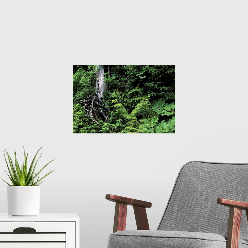 A modern room featuring North America, Canada, British Columbia. Forest along Skeena River