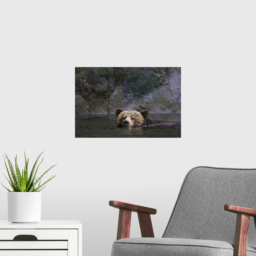 A modern room featuring North America, Canada, British Columbia. Grizzly bear swimming.