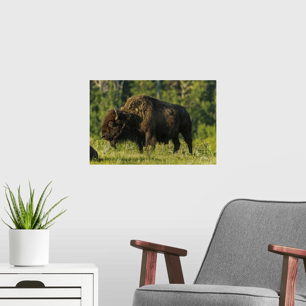 A modern room featuring Canada, Manitoba, Riding Mountain National Park, Plains Bison Adult Standing In Grass