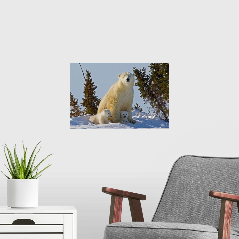 A modern room featuring Canada, Manitoba, Wapusk National Park. Polar bear cubs being protected by mother.