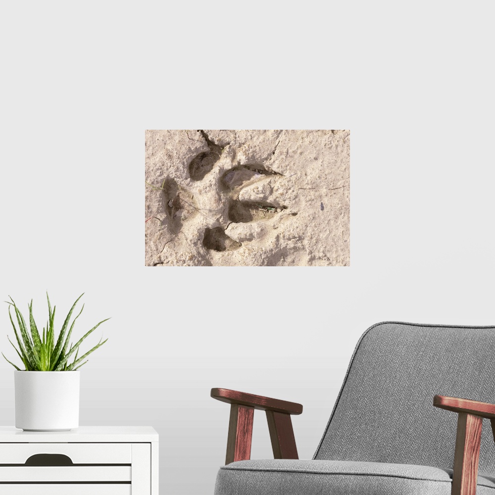 A modern room featuring North America, Canada, Northwest Territories, Mckenzy Mountains. Wolf track