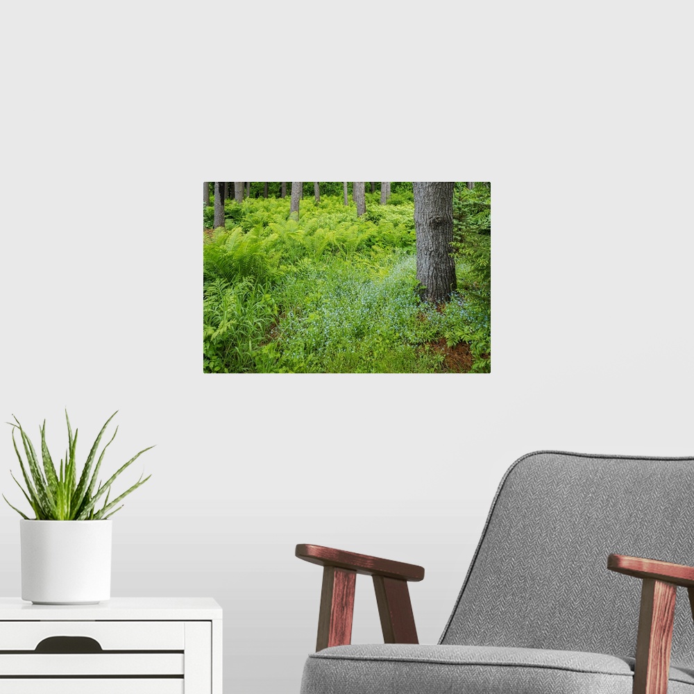 A modern room featuring Canada, Ontario, Bourget. Cinnamon ferns in forest.