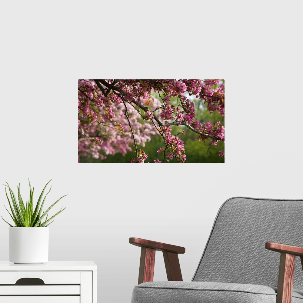 A modern room featuring Canada, Ontario, Ottawa. Close-up of limb with cherry blossoms.  Credit as: Bill Young / Jaynes G...