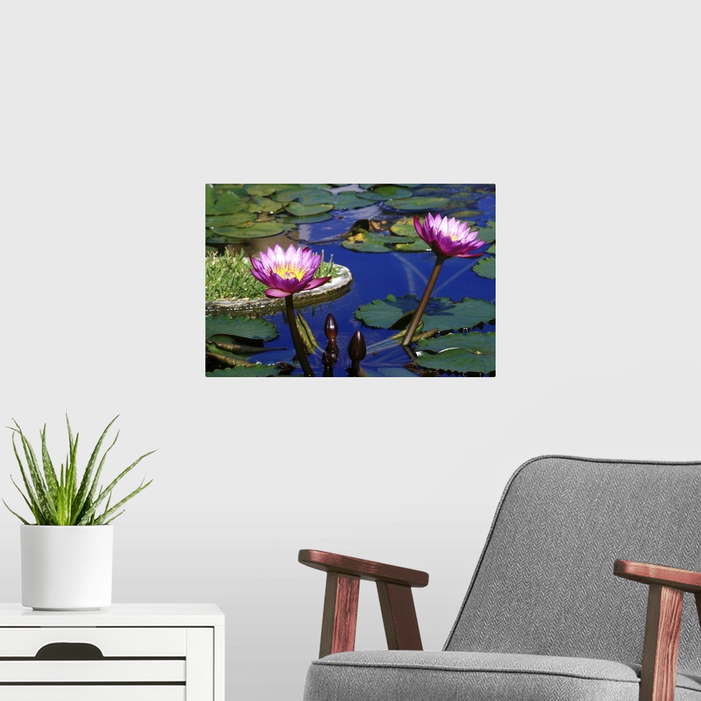 A modern room featuring Caribbean, Bermuda, Devonshire Parish, Palm Grove Gardens. Water Lillies in reflecting pool