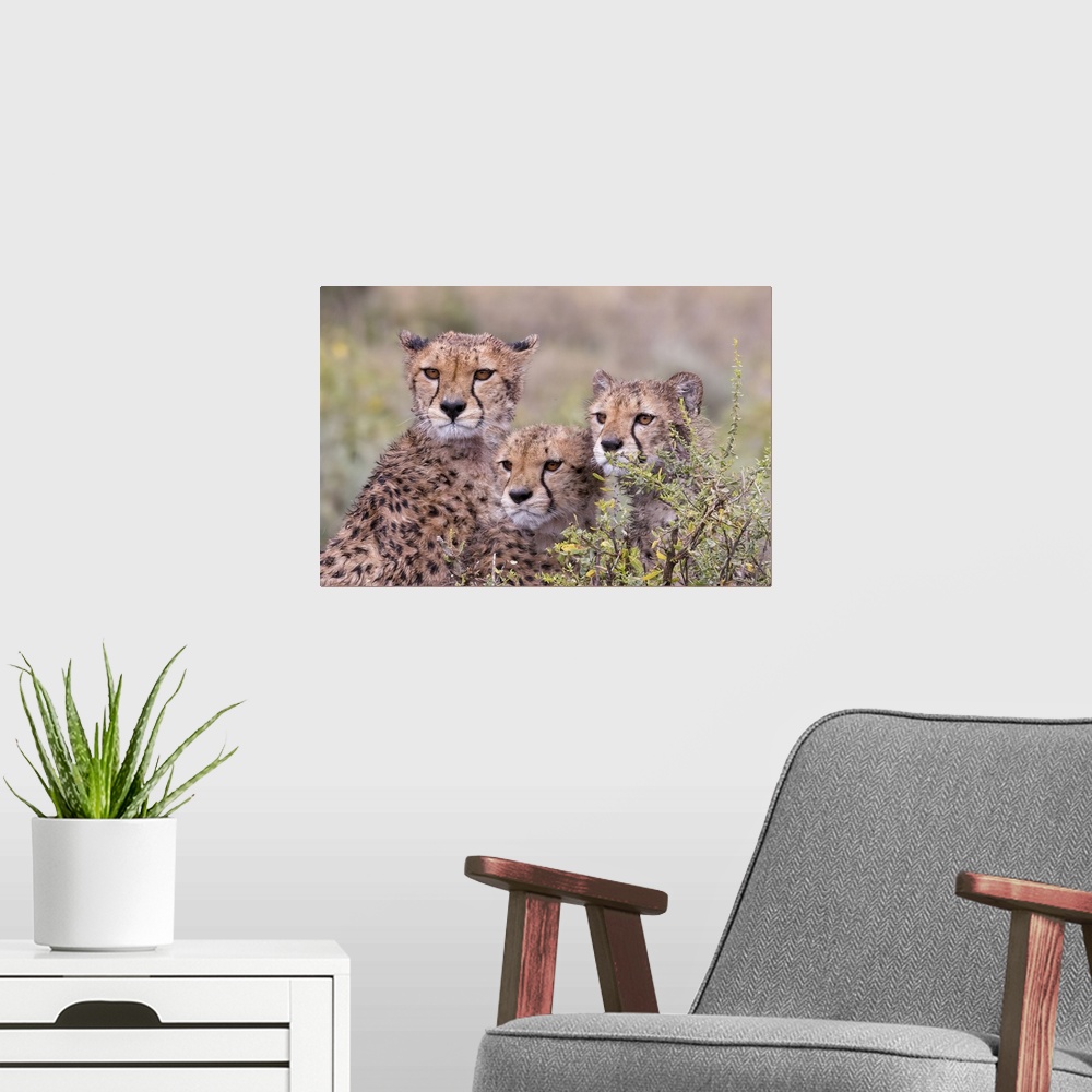 A modern room featuring Cheetah cubs trying to hide behind bush, but too curious to stay in hiding. Serengeti, Tanzania, ...