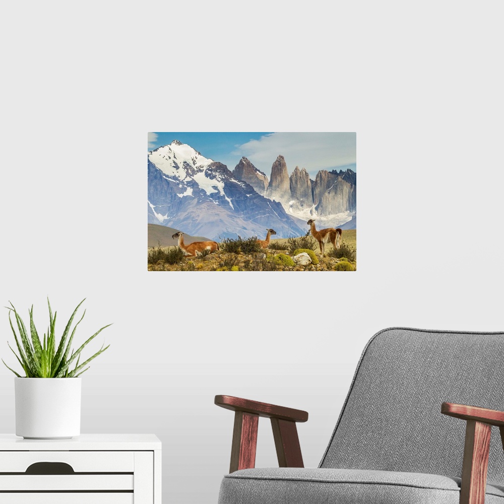 A modern room featuring Chile, Patagonia, Torres del Paine. Guanacos in field.