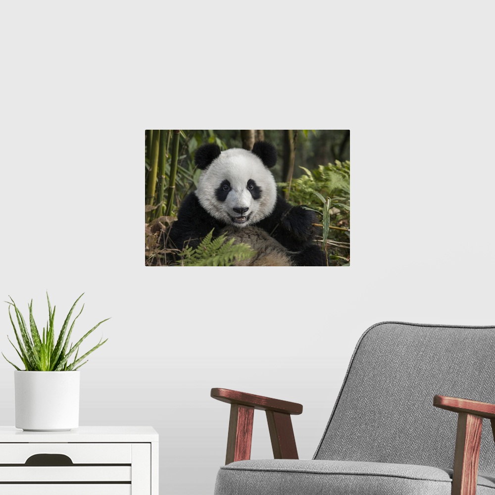 A modern room featuring China, Chengdu, Chengdu Panda Base. Portrait of young giant panda.