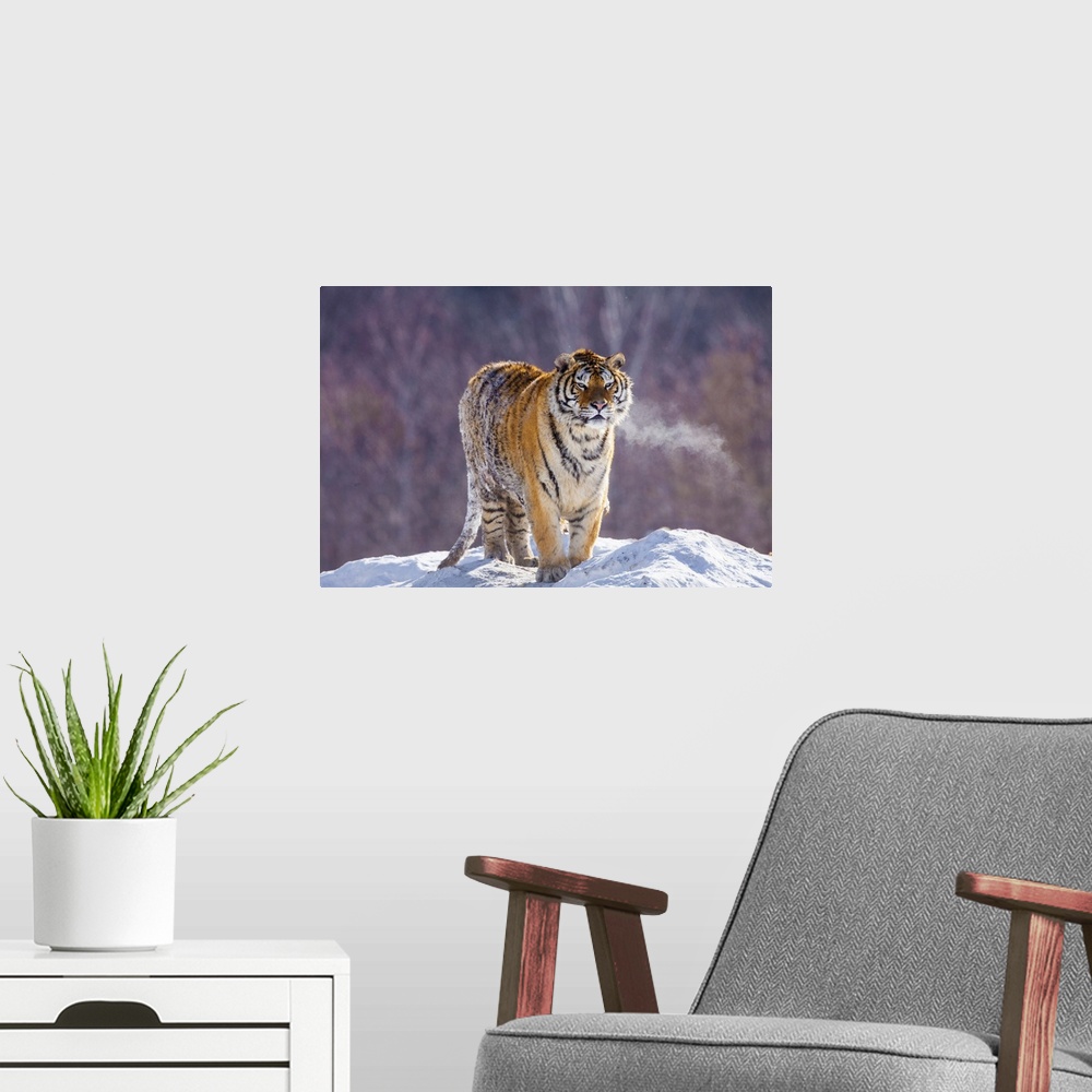 A modern room featuring China, Harbin, Siberian Tiger Park. Siberian tiger in minus 31 degree weather.