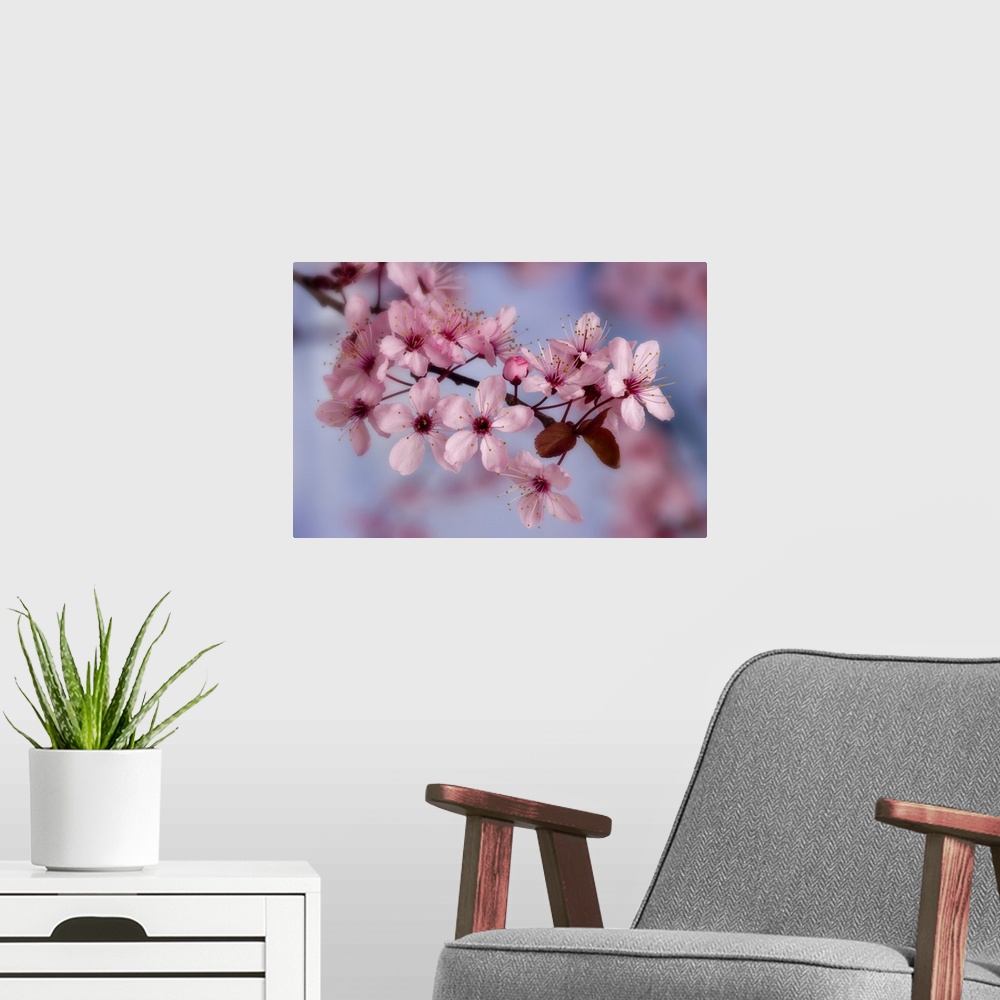 A modern room featuring Close-up of cherry blossoms or sakura.