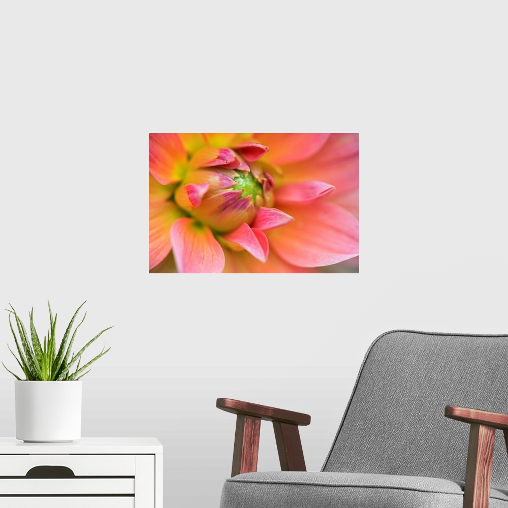A modern room featuring Close-up of Dahlia flower, Dahlia spp. Rockport, Maine