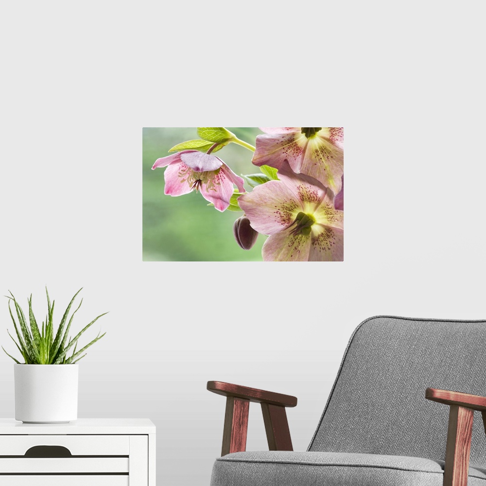 A modern room featuring Close-up of hellebore flowers and bud.