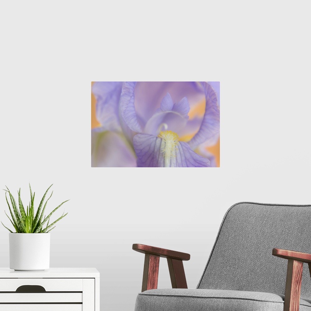 A modern room featuring Close-up of iris blossom.