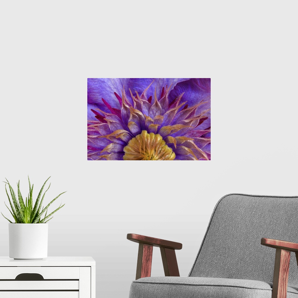 A modern room featuring Close-up of part of clematis blossom.