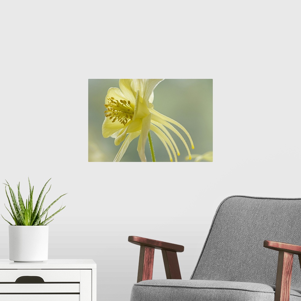 A modern room featuring Close-up of yellow columbine flower.