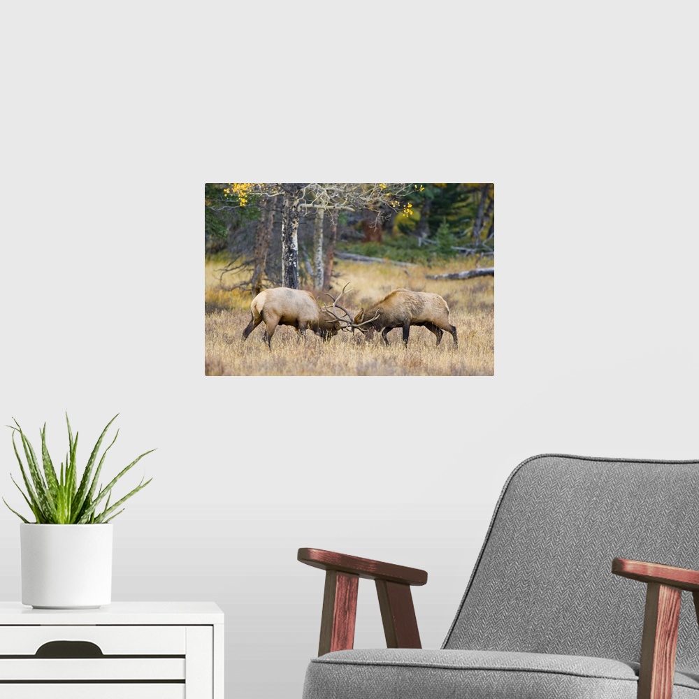 A modern room featuring USA, Colorado, Rocky Mountain National Park, Moraine Valley. Bull elks sparring for dominance in ...