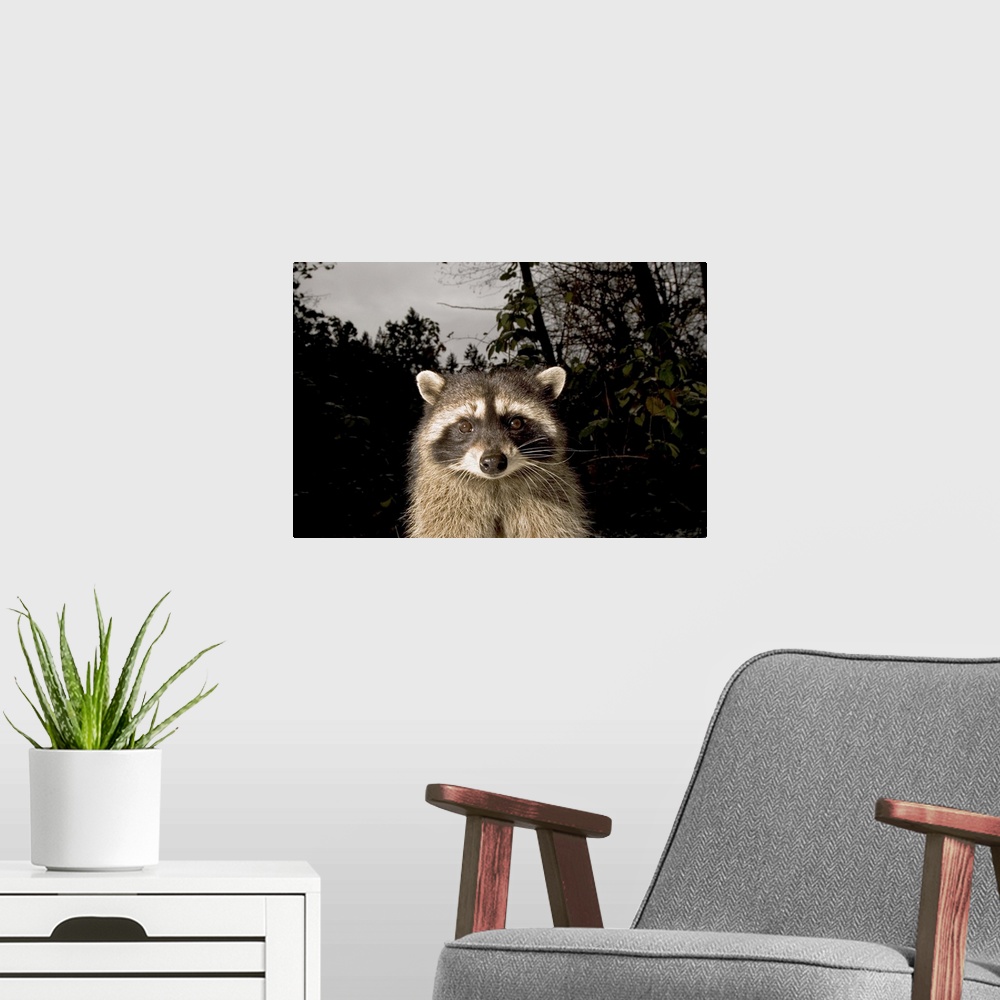 A modern room featuring Common raccoon, Procyon lotor, Stanley Park, British Columbia