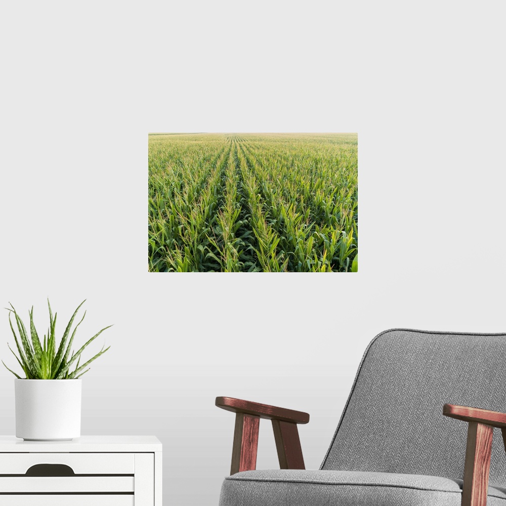 A modern room featuring Corn Field, Marion County, Illinois