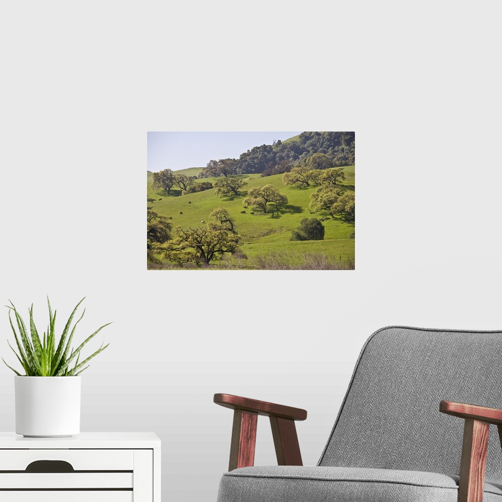 A modern room featuring Cows graze beneath a grove of California Valley Oak (Quercus lobata) trees.
