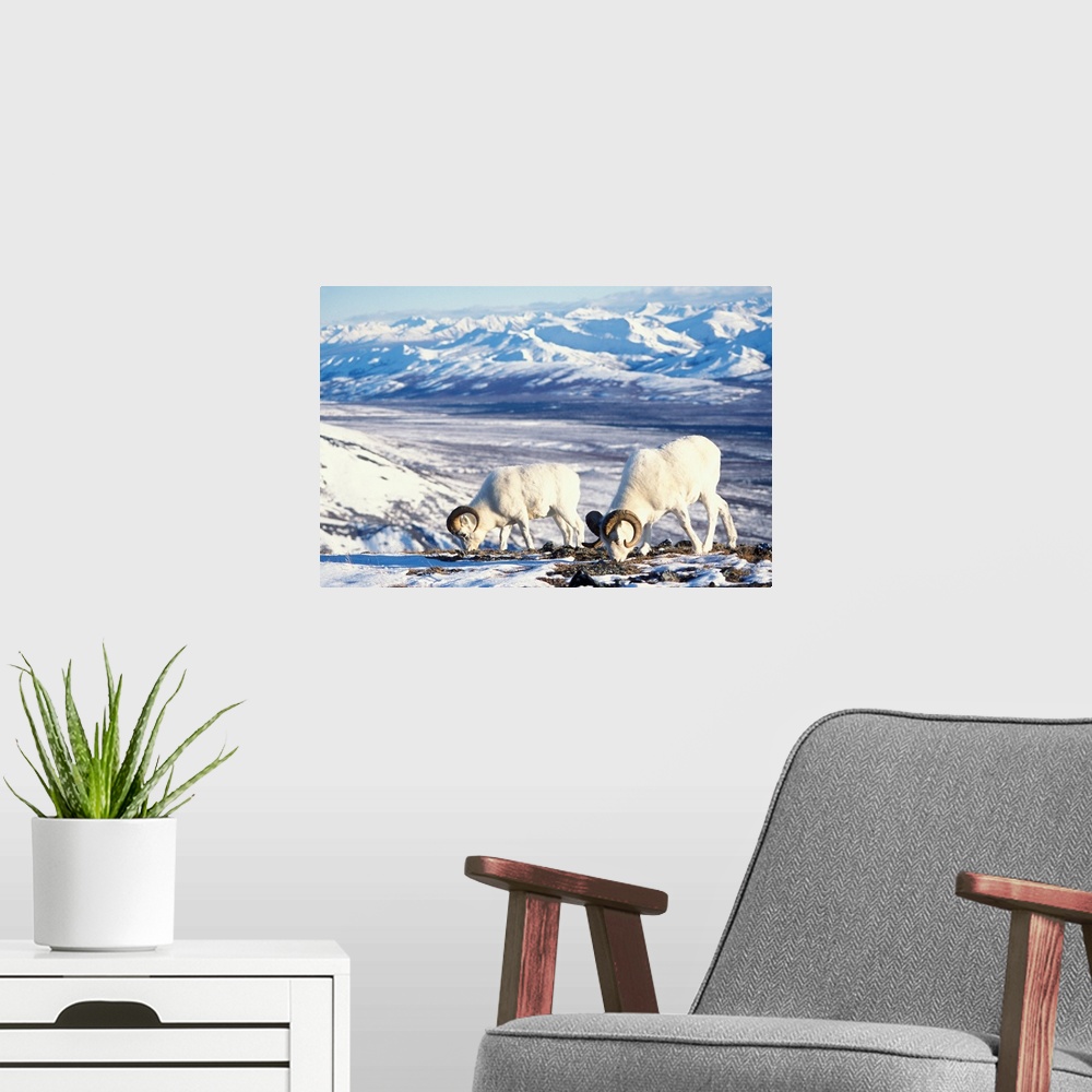 A modern room featuring Dall sheep (Ovis dalli) pair foraging on a snow-covered hillside in Denali National Park, Interio...