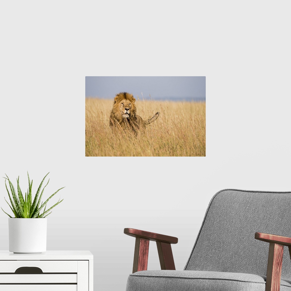 A modern room featuring East Kenya, Maasai Mara National Reserve, Mara Conservancy, Mara Triangle, male lion.