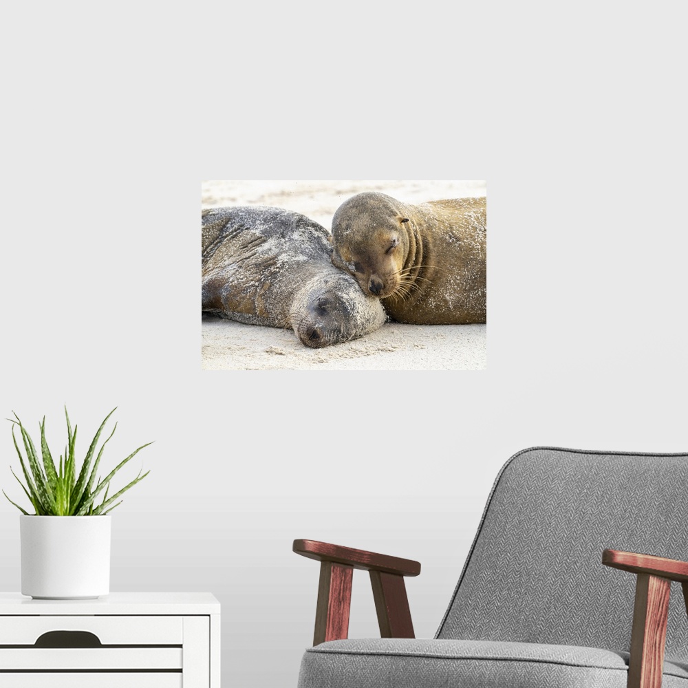A modern room featuring Ecuador, Galapagos National Park, Espanola Island. Sea lions sleeping on beach.