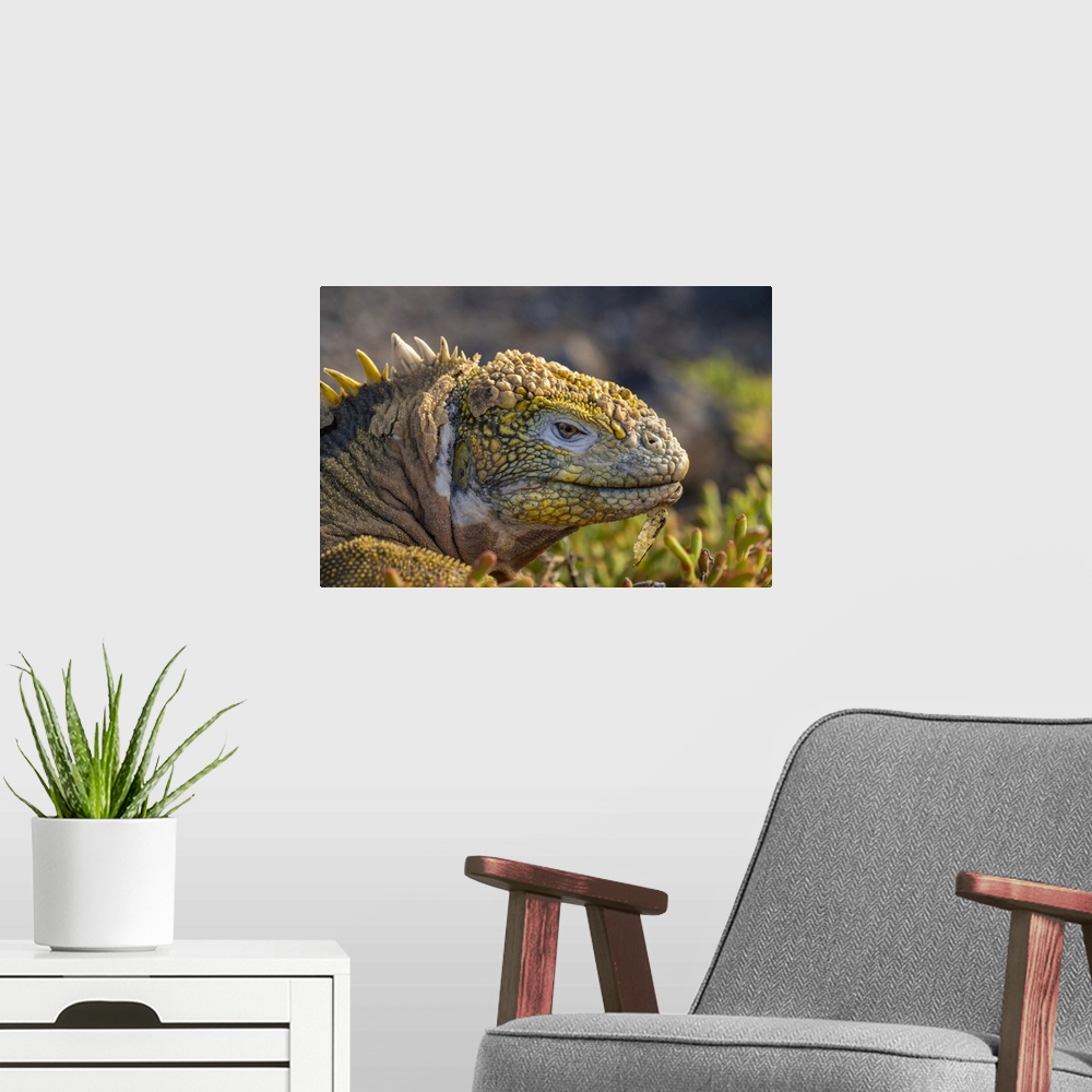 A modern room featuring Ecuador, Galapagos National Park, South Plaza Island. Land iguana head close-up.