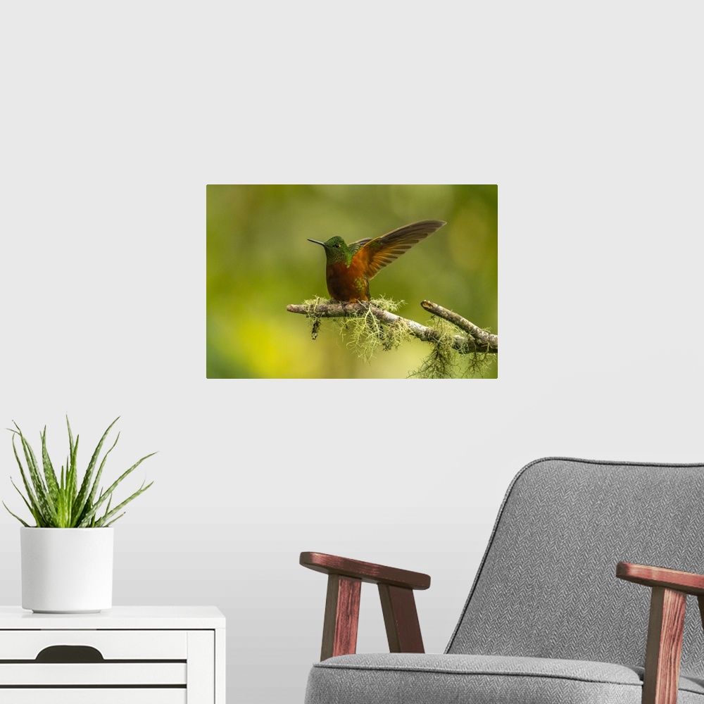 A modern room featuring Ecuador, Guango. Chestnut-breasted coronet hummingbird close-up.