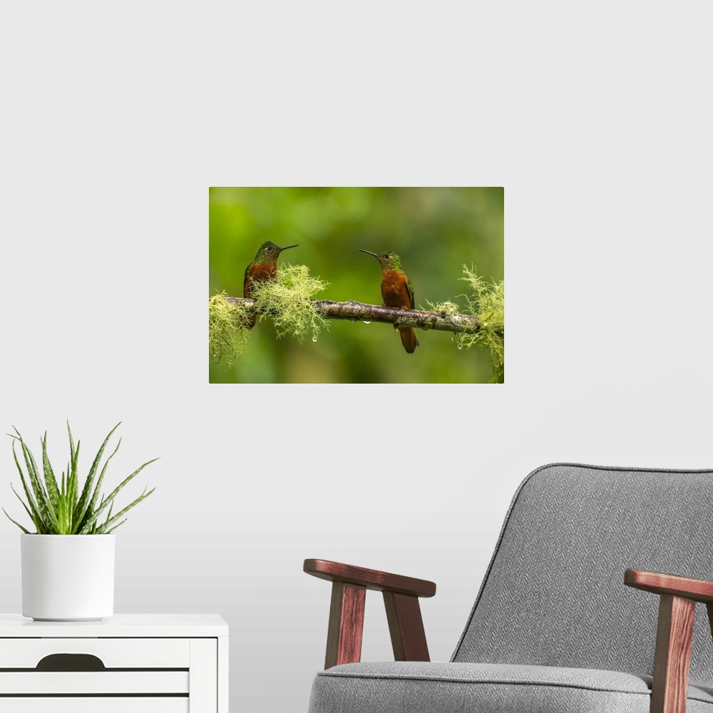 A modern room featuring Ecuador, Guango. Chestnut-breasted coronet hummingbirds close-up.