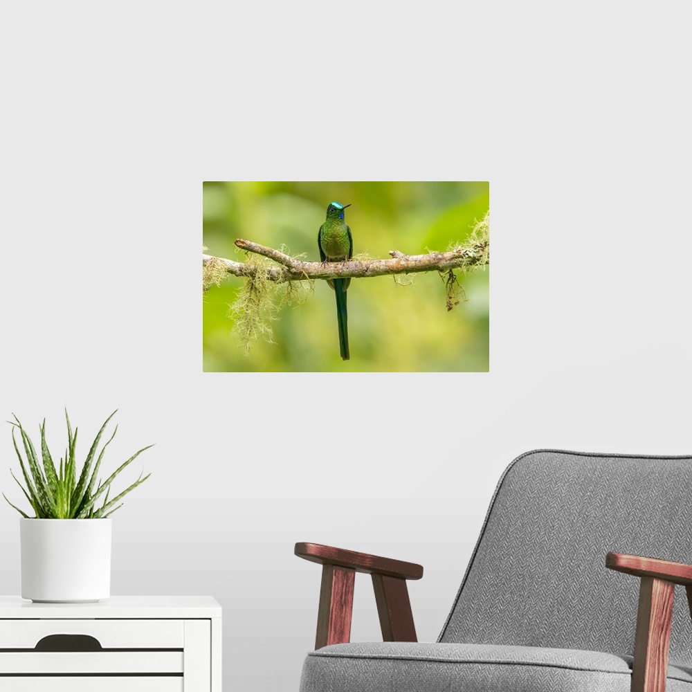 A modern room featuring Ecuador, Guango. Long-tailed sylph hummingbird close-up.